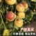 [热卖]沾化冬枣对接各大市场档口商超电商平台