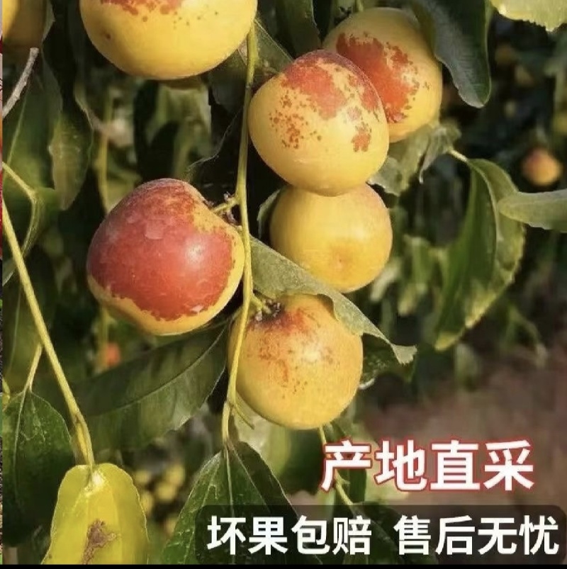 [热卖]沾化冬枣对接各大市场档口商超电商平台