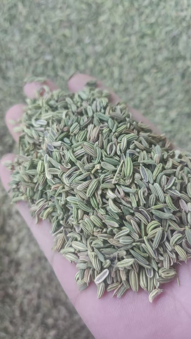 小茴香，产地直发