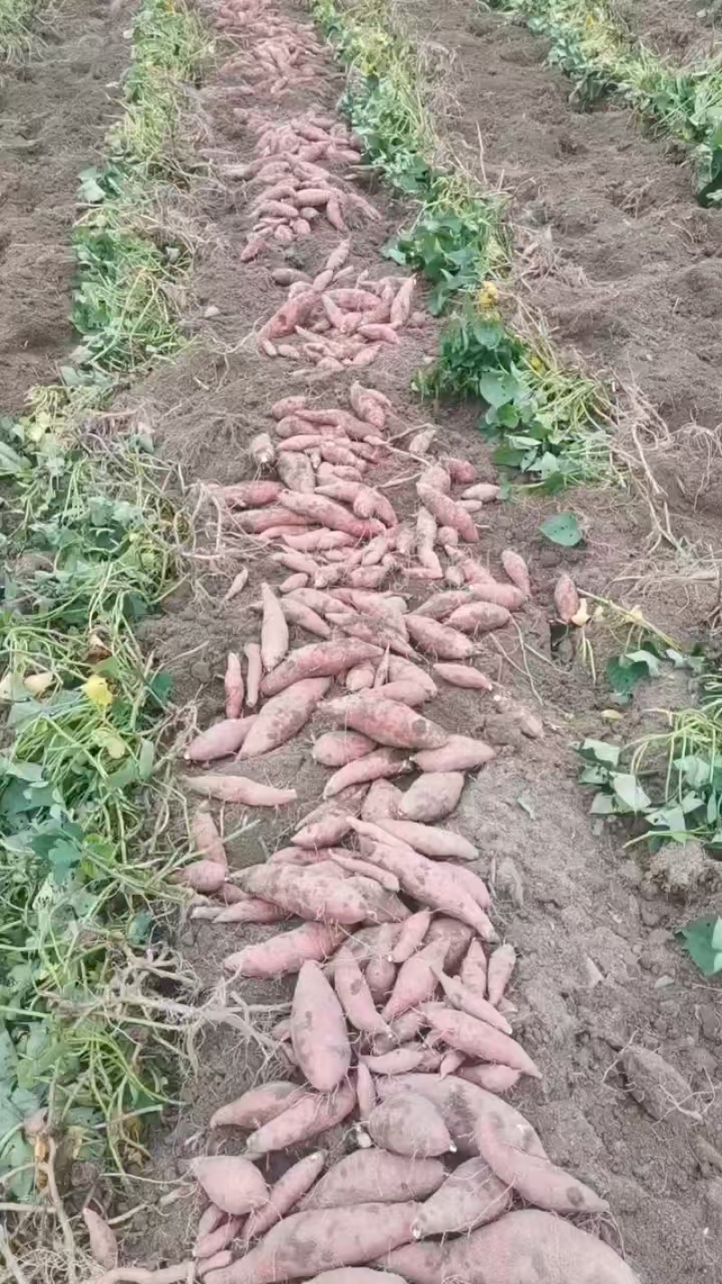 《西瓜红红薯》广西红薯/产地货源/大量供应/欢迎来电合作