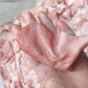 鲜冻猪皮去毛去油生猪皮肉皮猪皮猪皮批发鲜猪碎皮冷冻