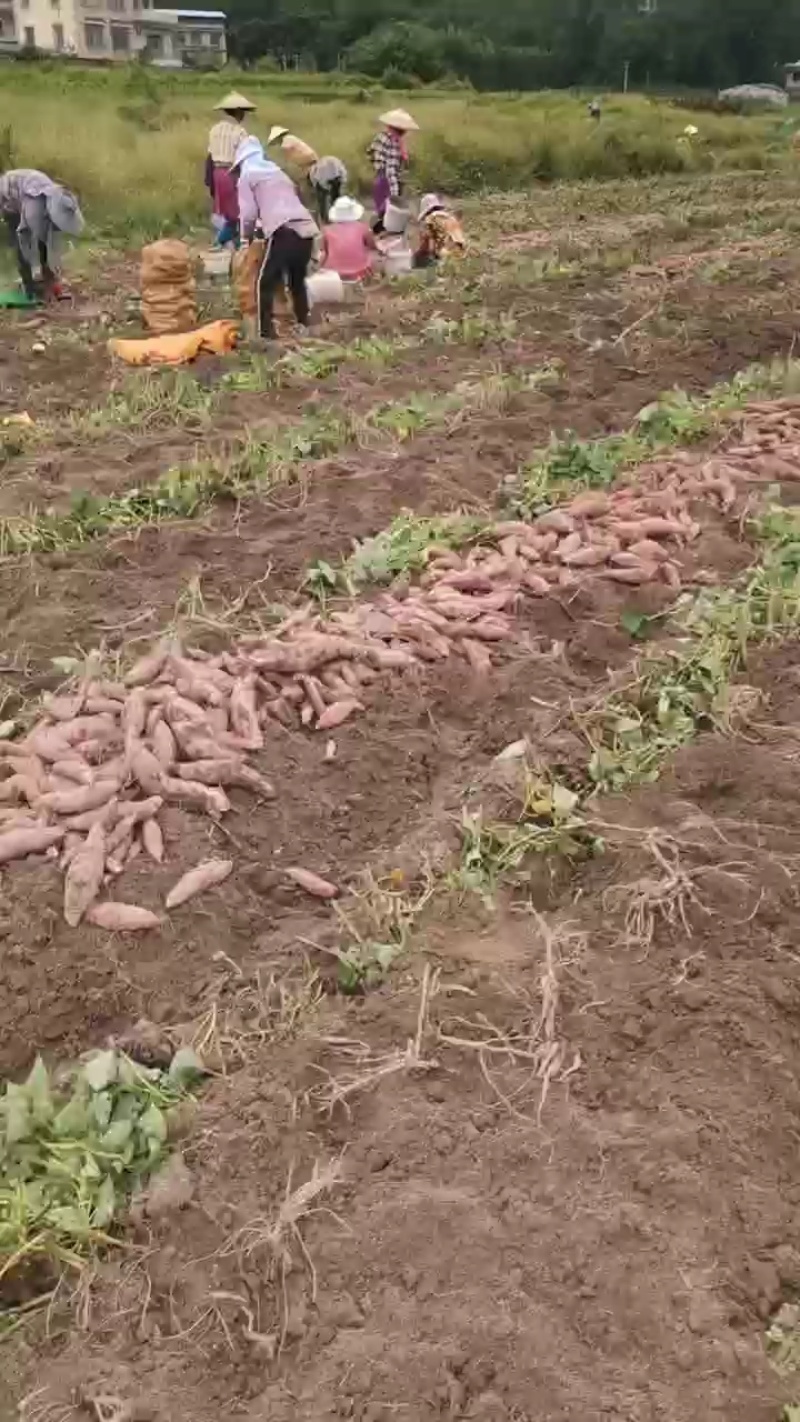 《西瓜红红薯》广西红薯/产地货源/大量供应/欢迎来电合作