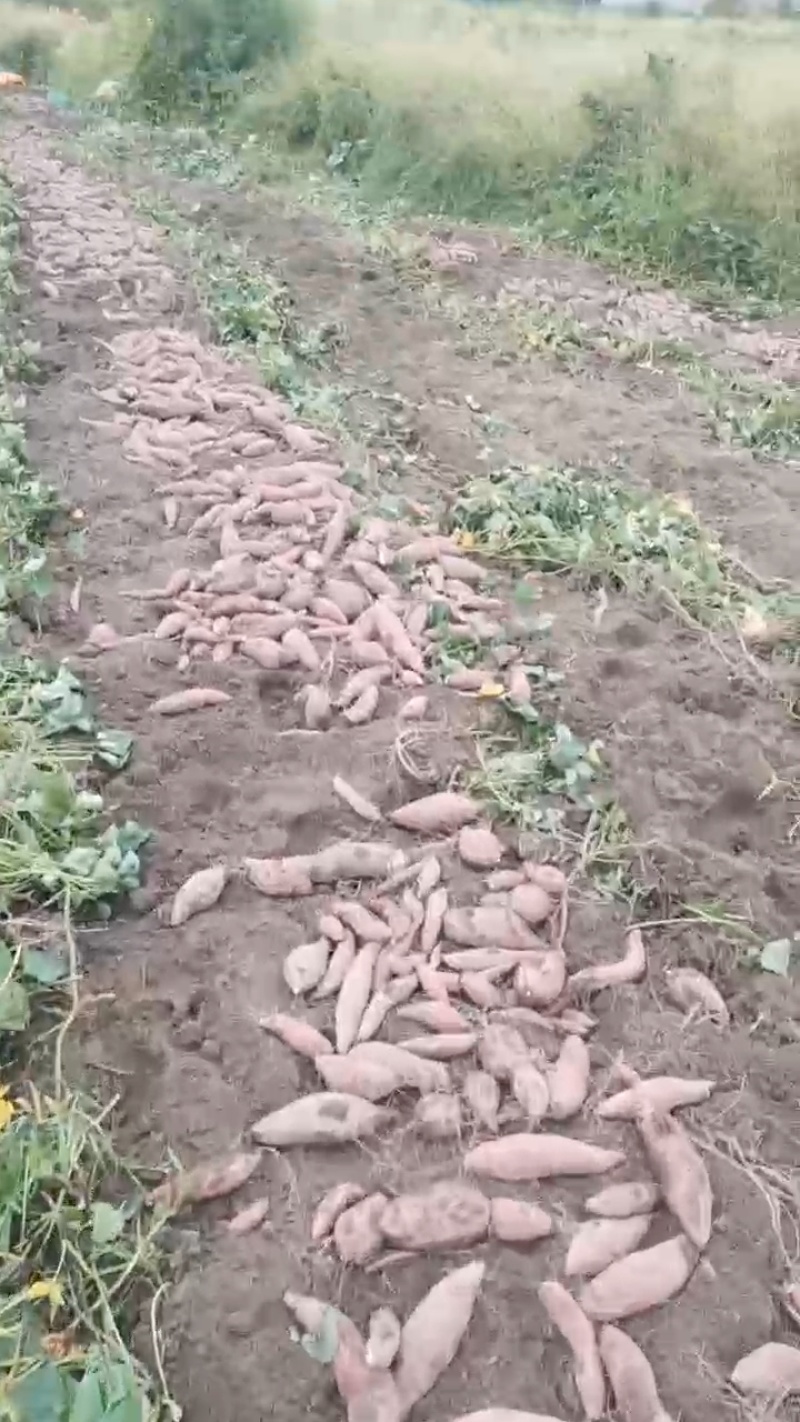 《西瓜红红薯》广西红薯/产地货源/大量供应/欢迎来电合作