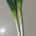 河北长白大葱