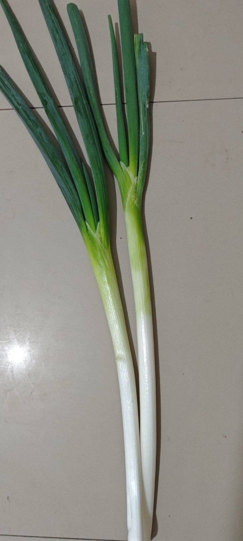 河北长白大葱