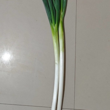 河北长白大葱