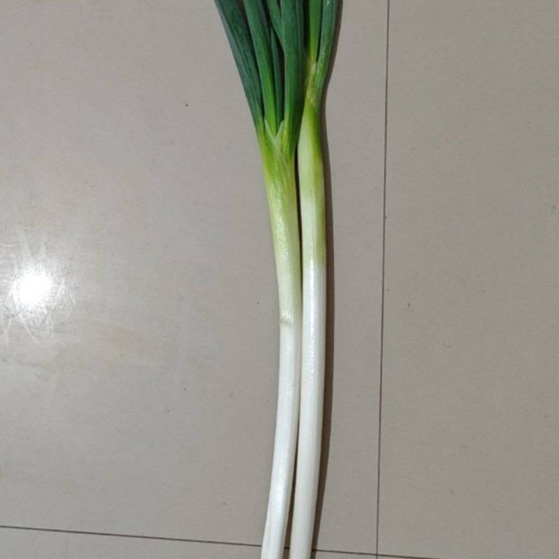 河北长白大葱