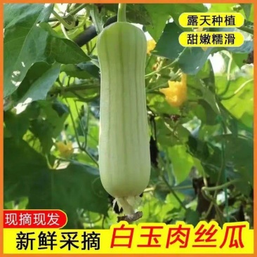 白玉丝瓜，产地一手货源，量大优惠，欢迎新老客户前来合作