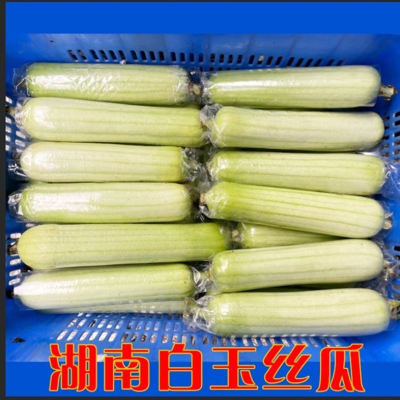 白玉丝瓜，产地一手货源，量大优惠，欢迎新老客户前来合作