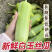 白玉丝瓜，产地一手货源，量大优惠，欢迎新老客户前来合作
