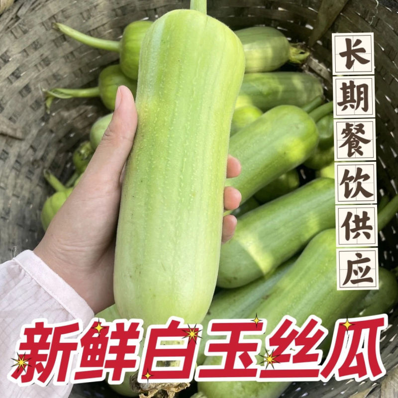 白玉丝瓜，产地一手货源，量大优惠，欢迎新老客户前来合作