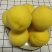 大量待采摘黄桃，果园直销，找采购商