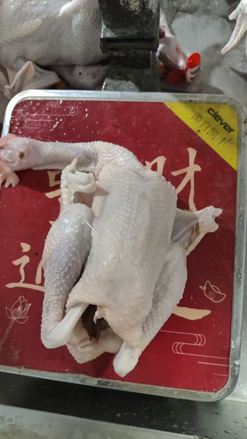 肉鸡