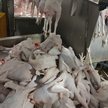 肉鸡