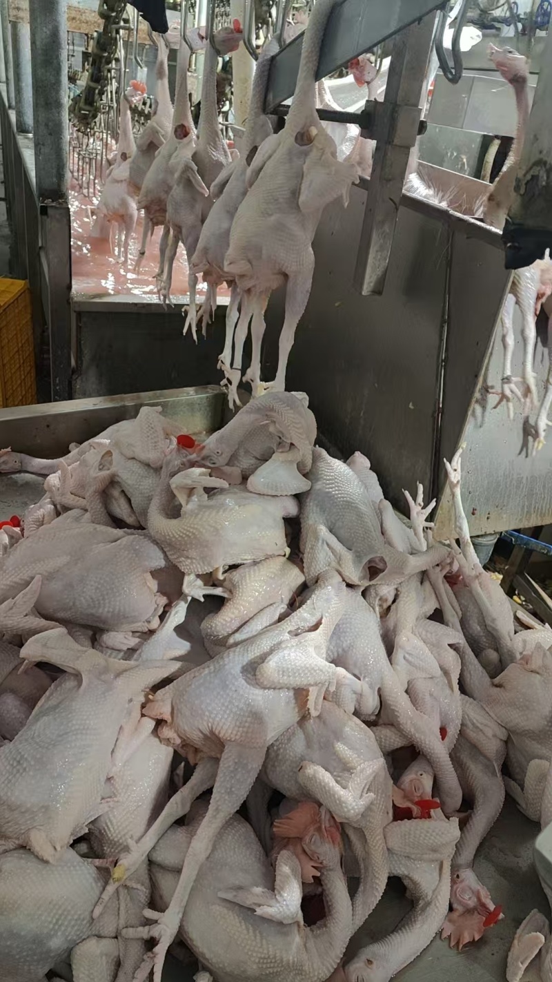 肉鸡