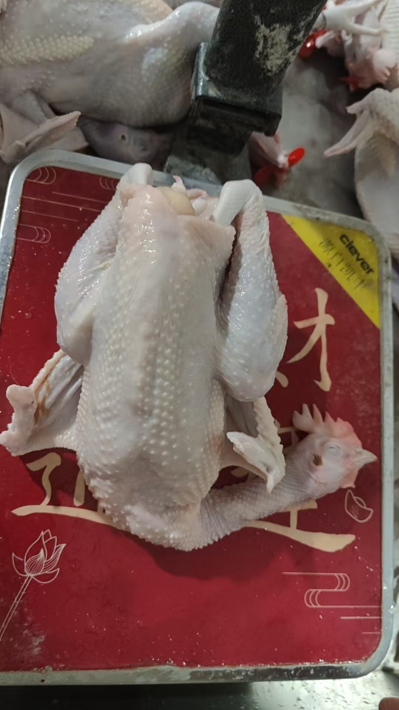 肉鸡