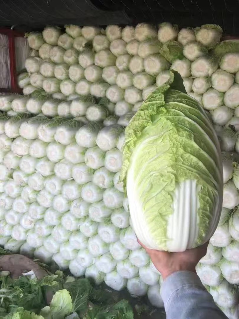 黑龙江齐齐哈尔黄心白菜大量上市