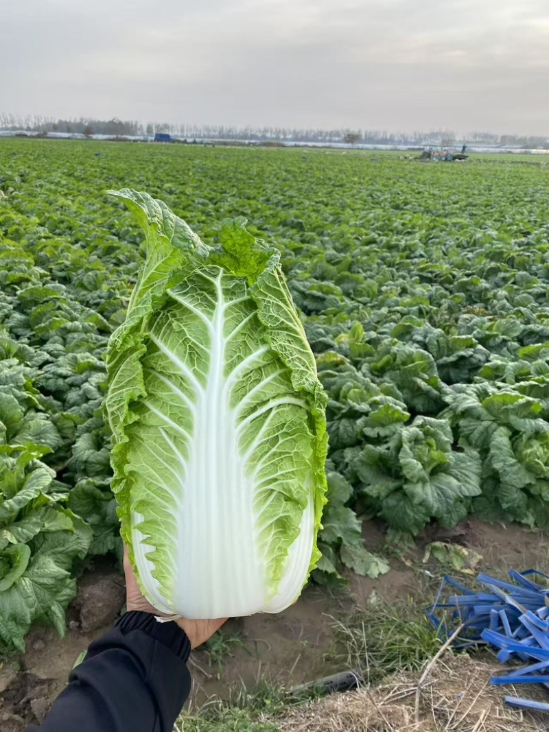 黑龙江齐齐哈尔黄心白菜大量上市