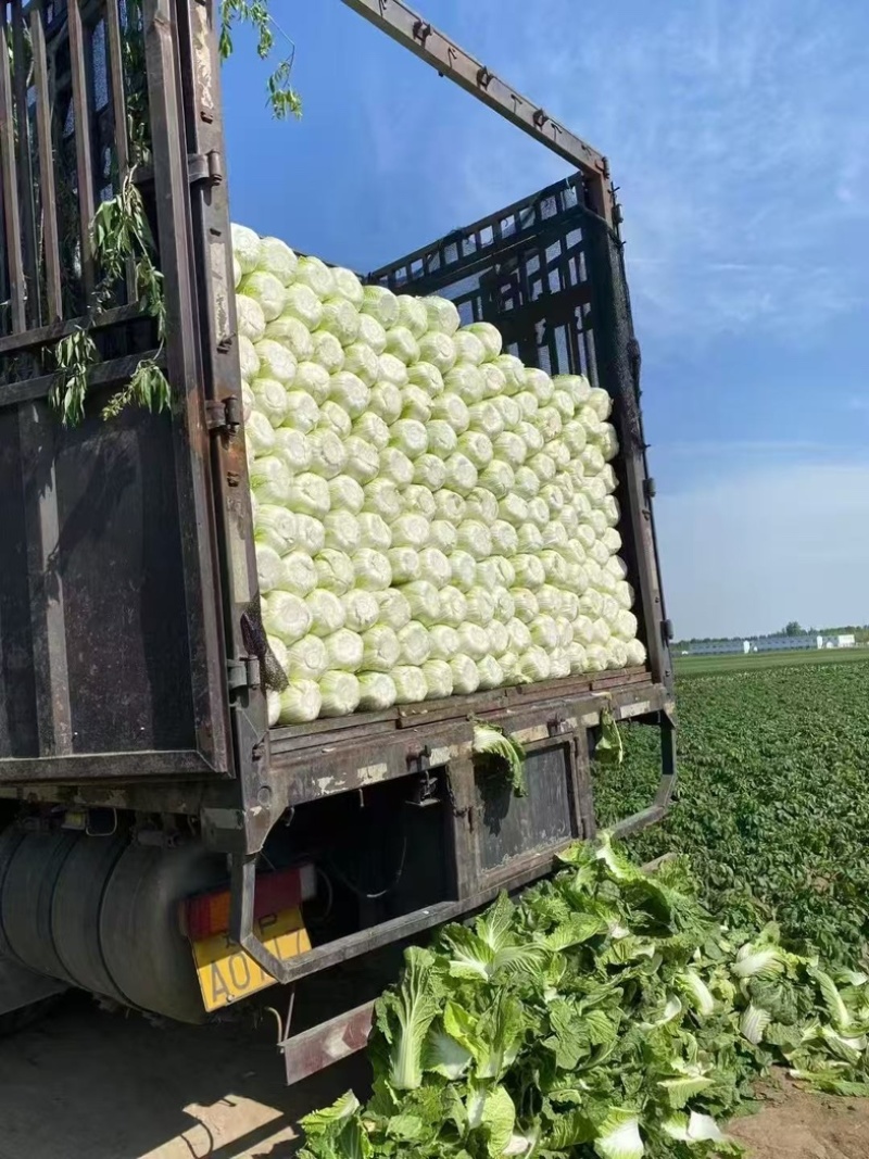 黑龙江齐齐哈尔黄心白菜大量上市