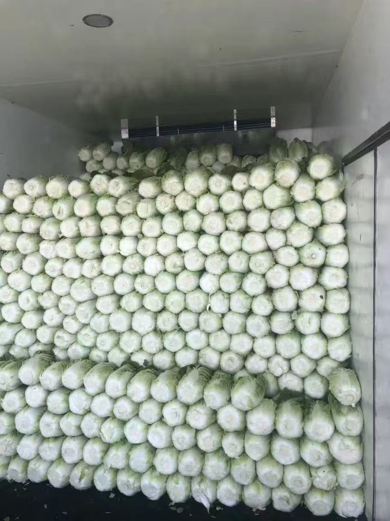 黑龙江齐齐哈尔黄心白菜大量上市
