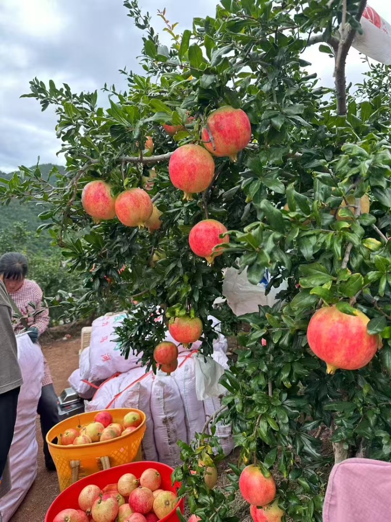 云南大理宾川高山石榴