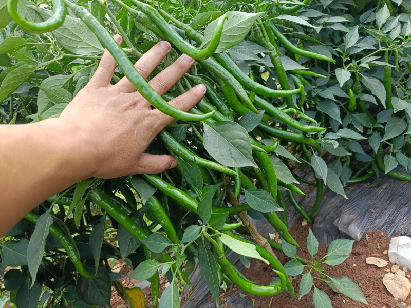 三号线椒大量上市