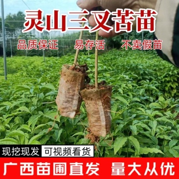 广西三叉苦苗基地直发量大从优可视频看货提供技术指导