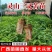 广西三叉苦苗基地直发量大从优可视频看货提供技术指导