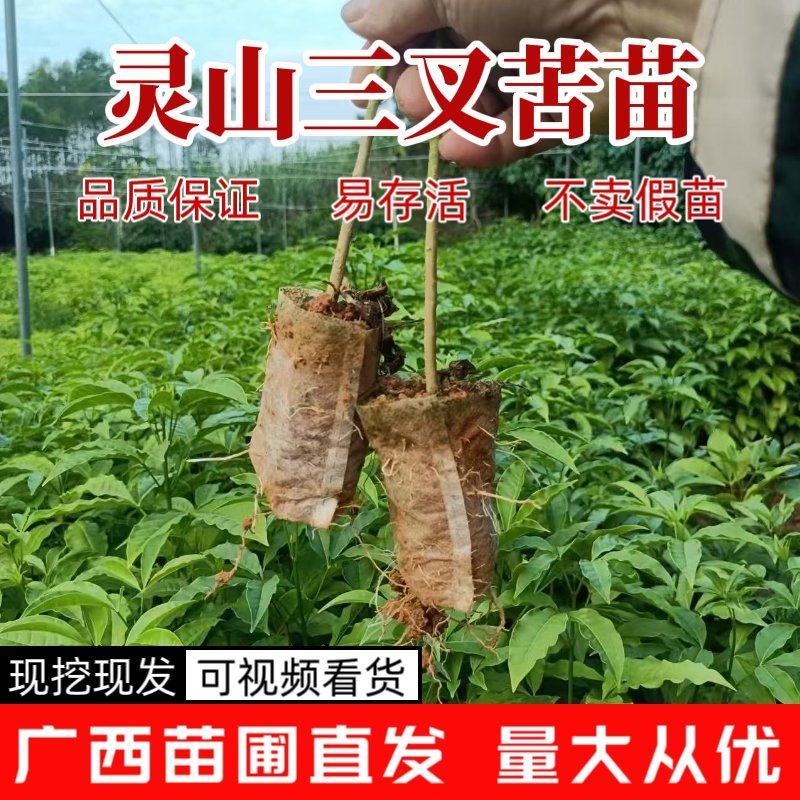 广西三叉苦苗基地直发量大从优可视频看货提供技术指导