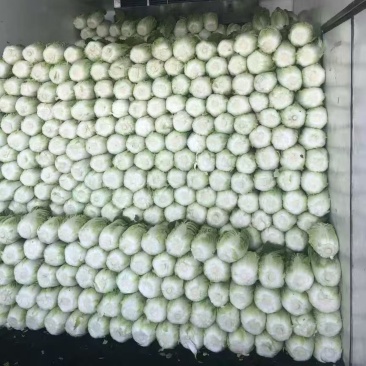 黑龙江齐齐哈尔黄心白菜大量上市