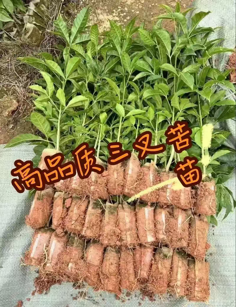 广西三叉苦苗基地直发量大从优可视频看货提供技术指导