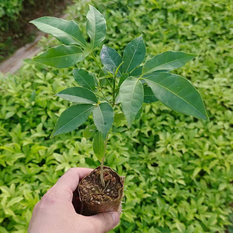 广西三叉苦苗基地直发量大从优可视频看货提供技术指导