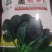 高端黑将军菠菜种子大量现货供应需要的联系支持物流发货