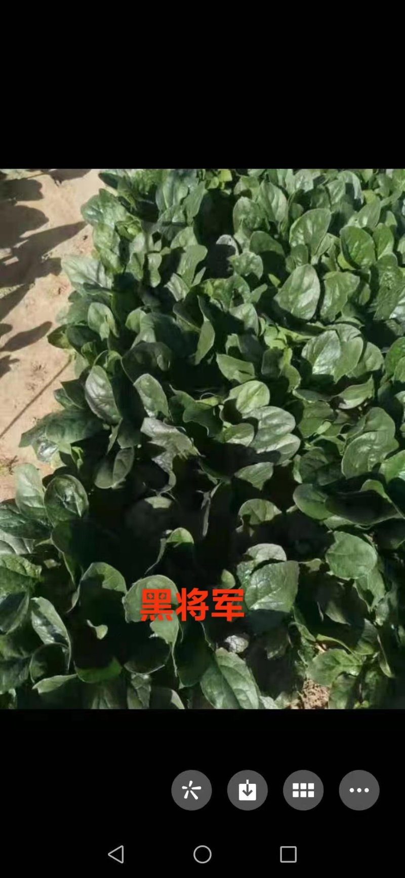 高端黑将军菠菜种子大量现货供应需要的联系支持物流发货