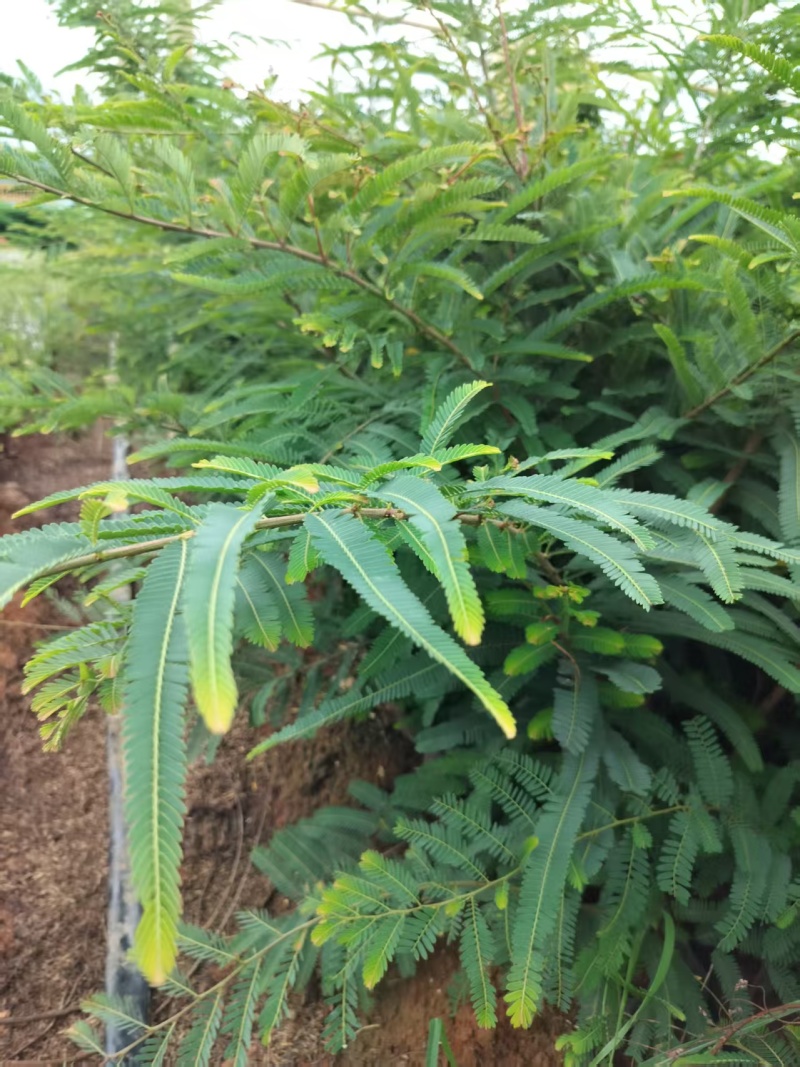 余甘果苗，滇橄榄苗，橄榄实生苗基地直供一手货源