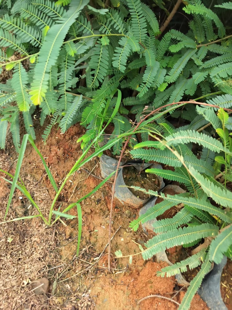 余甘果苗，滇橄榄苗，橄榄实生苗基地直供一手货源
