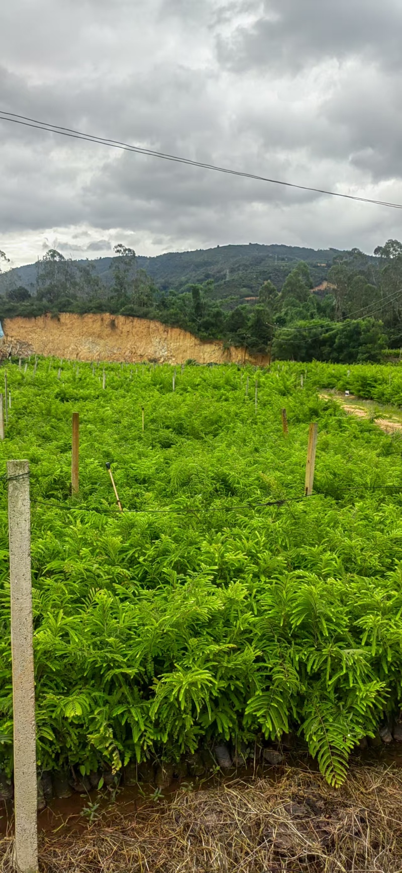 余甘果苗，滇橄榄苗，橄榄实生苗基地直供一手货源