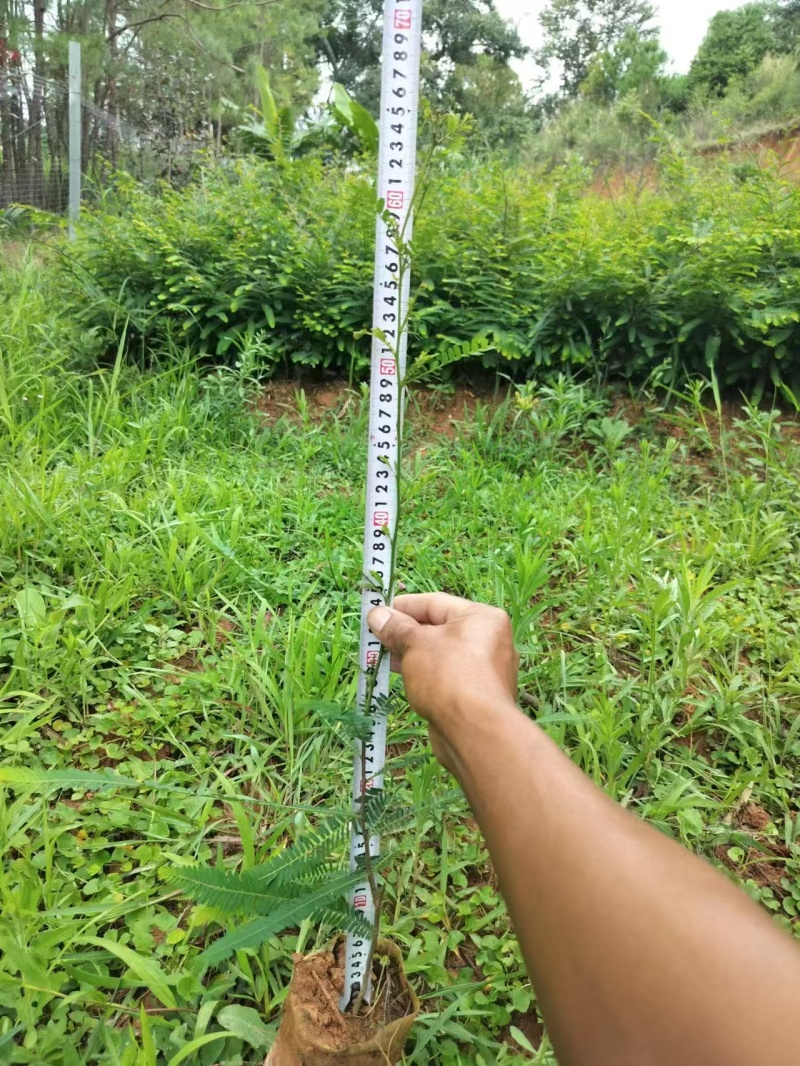 余甘果苗，滇橄榄苗，橄榄实生苗基地直供一手货源