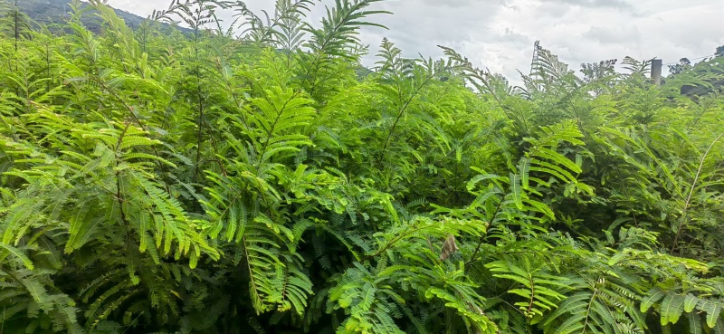 余甘果苗，滇橄榄苗，橄榄实生苗基地直供一手货源