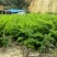 余甘果苗，滇橄榄苗，橄榄实生苗基地直供一手货源