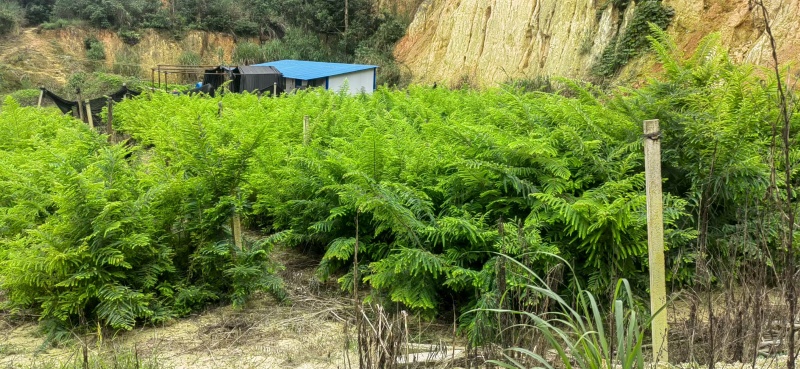 余甘果苗，滇橄榄苗，橄榄实生苗基地直供一手货源