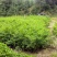 余甘果苗，滇橄榄苗，橄榄实生苗基地直供一手货源