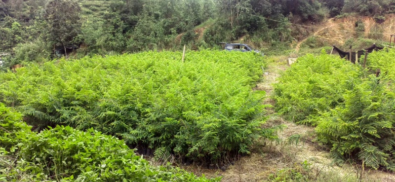 余甘果苗，滇橄榄苗，橄榄实生苗基地直供一手货源