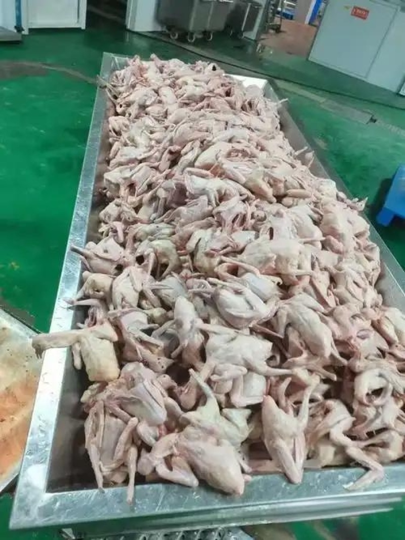 乳鸽肉