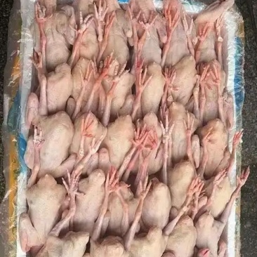 乳鸽肉