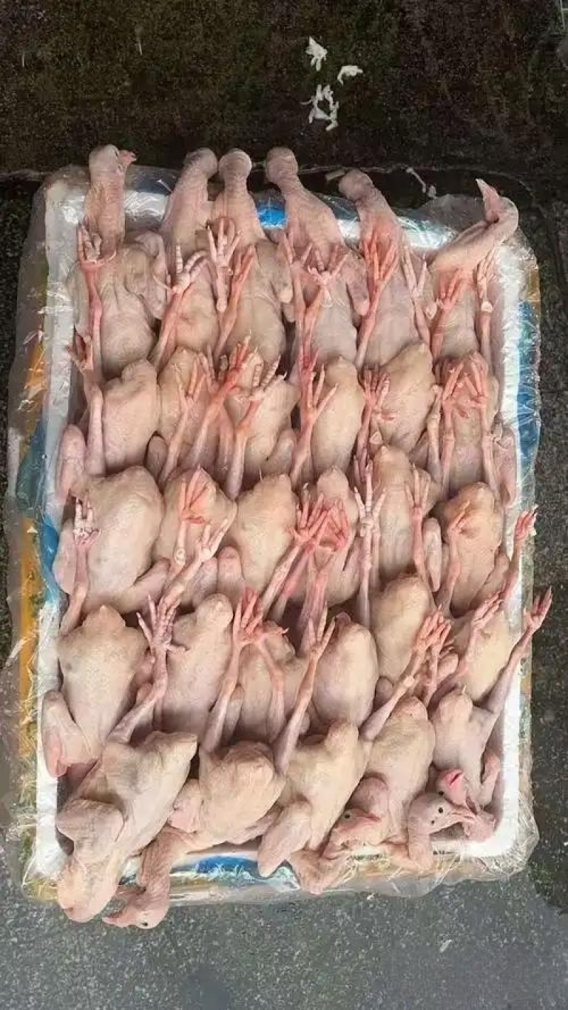 乳鸽肉