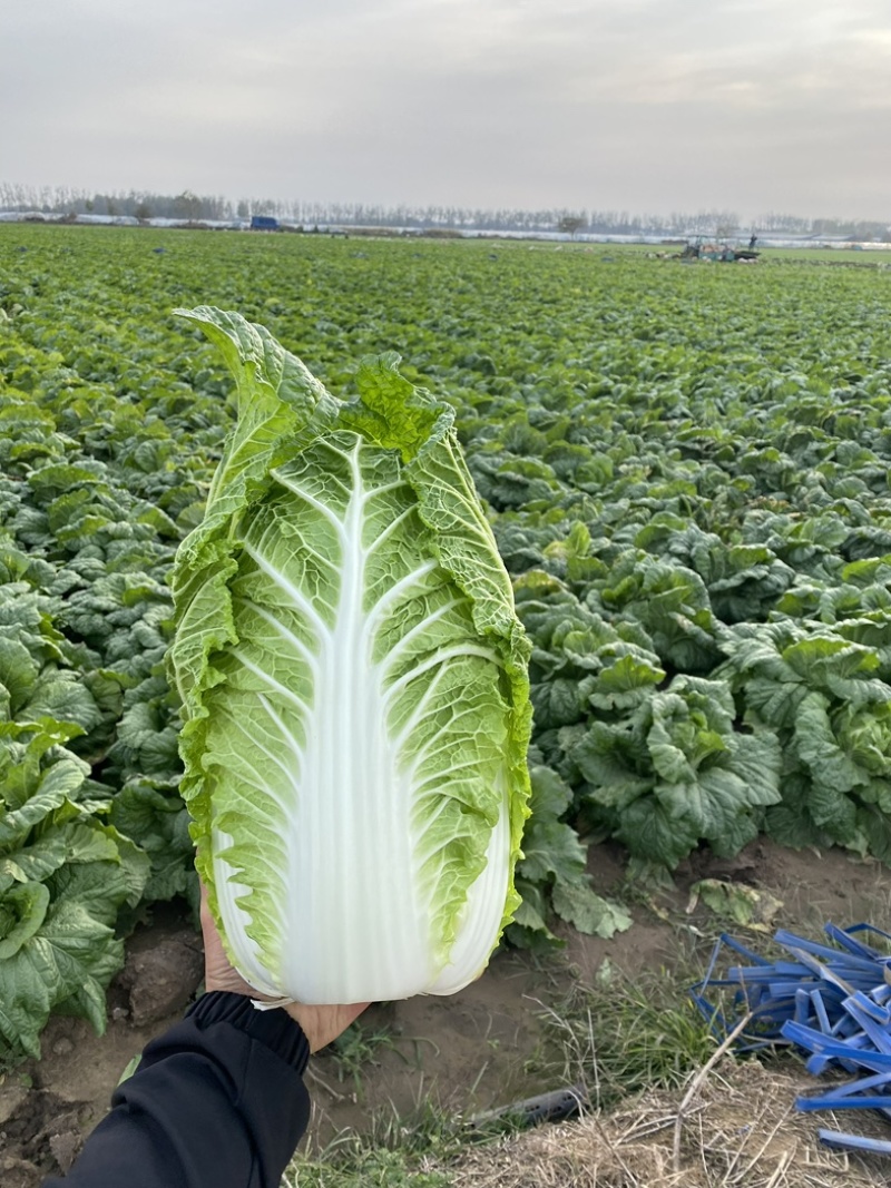 东北黑龙江白菜上市，对接全国市场、加工厂