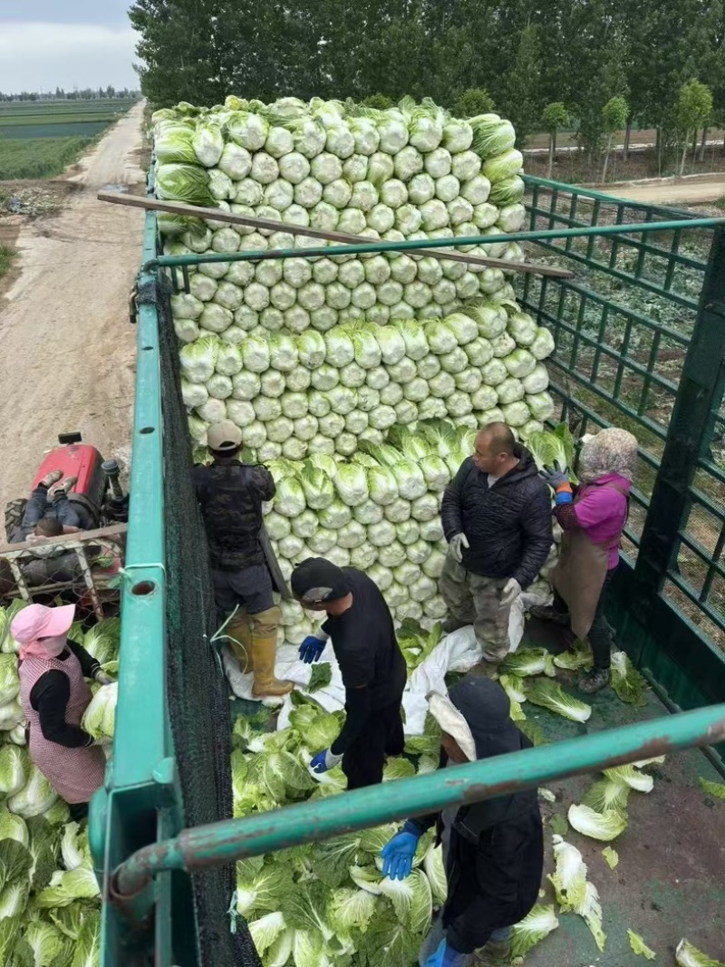 东北黑龙江白菜上市，对接全国市场、加工厂