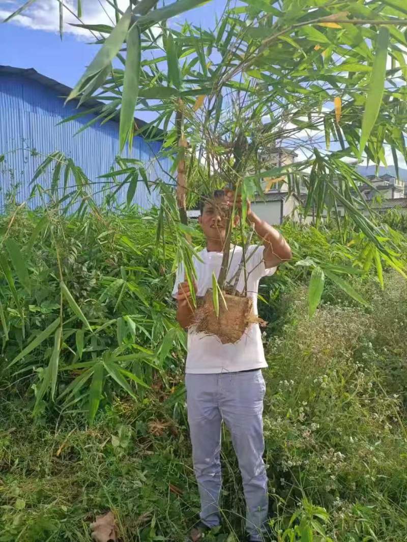 甜龙竹苗，勃氏甜龙竹苗，可生吃的水果甜笋苗基地直供