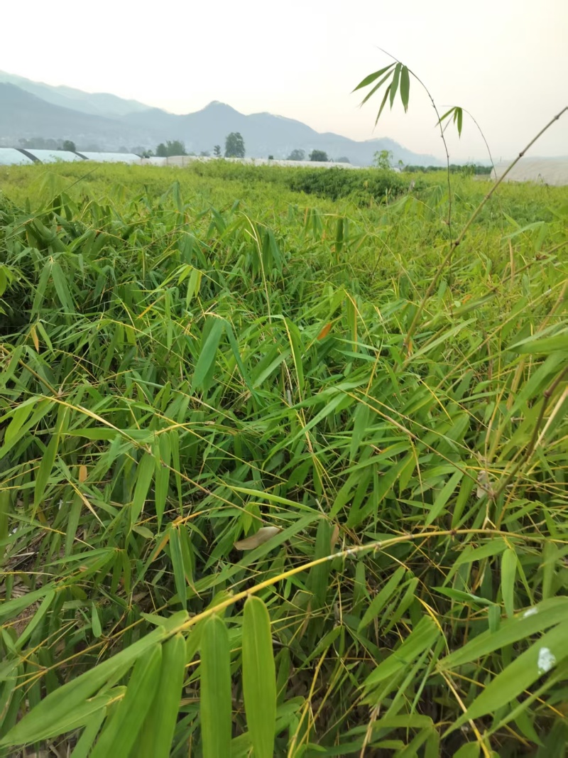 甜龙竹苗，勃氏甜龙竹苗，可生吃的水果甜笋苗基地直供